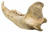 Fossil Cave Bear (Ursus spelaeus) Lower Jaw - Romania #240196-4